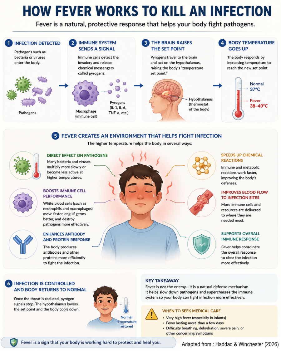 How fever works
